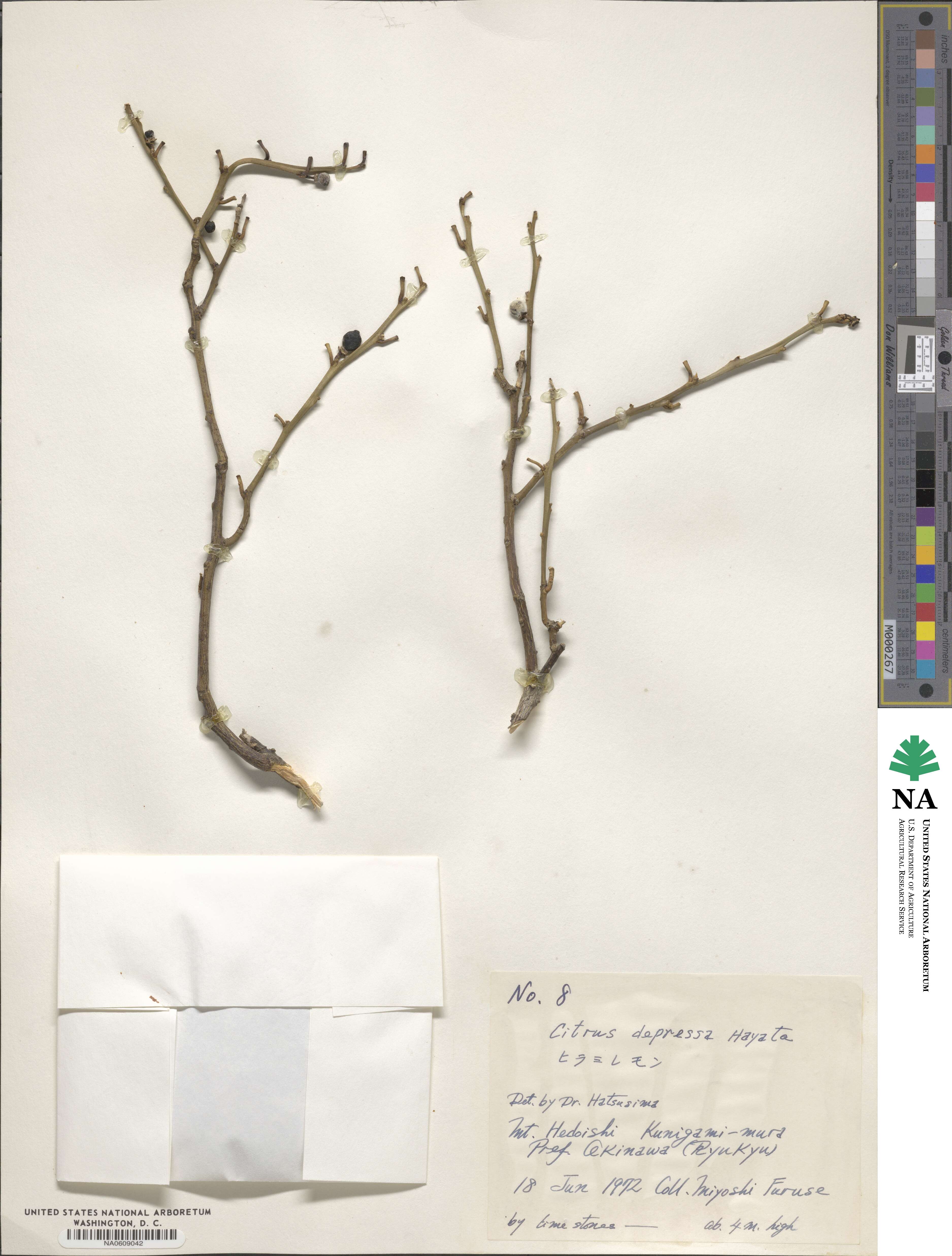 Citrus reticulata image