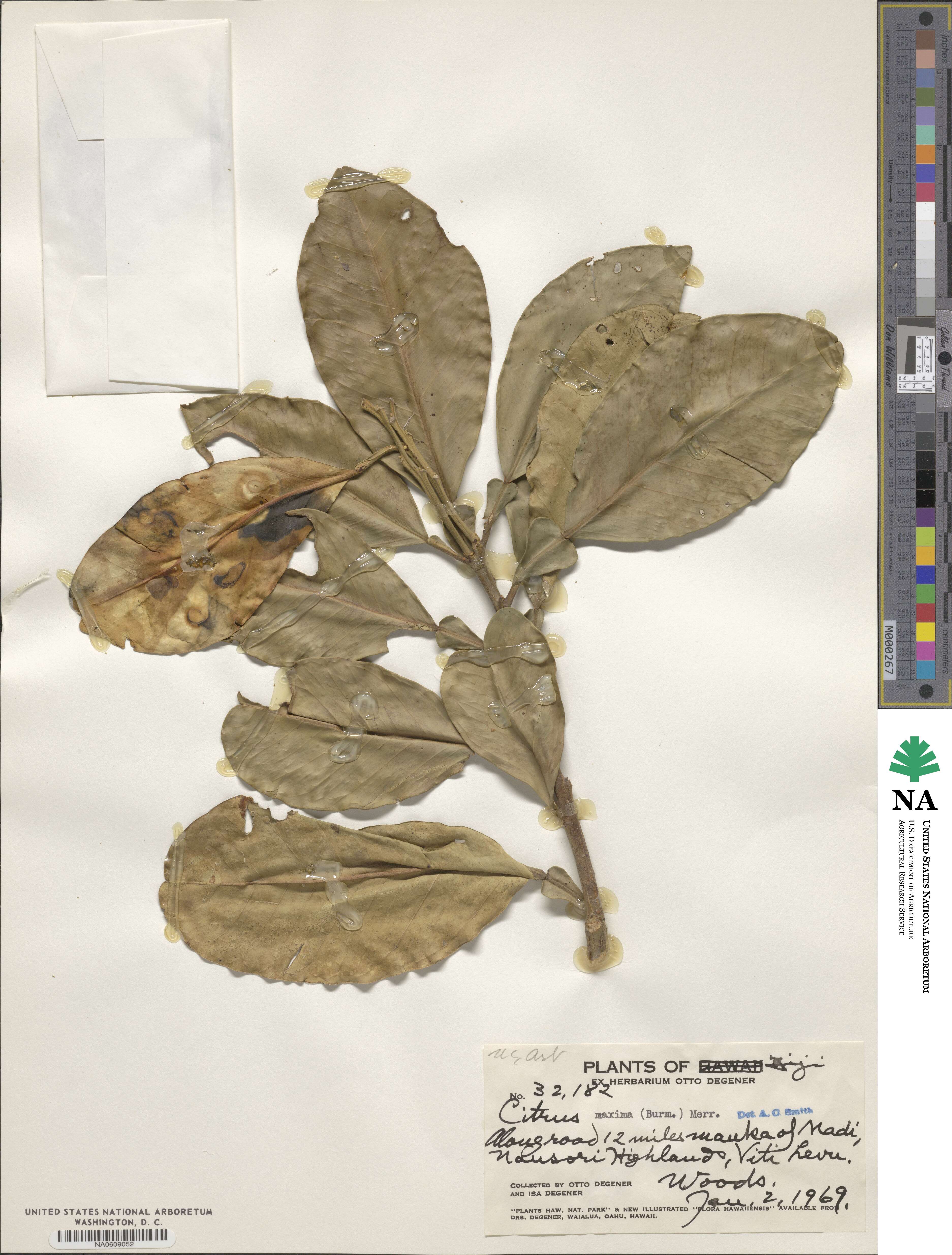 Citrus grandis image