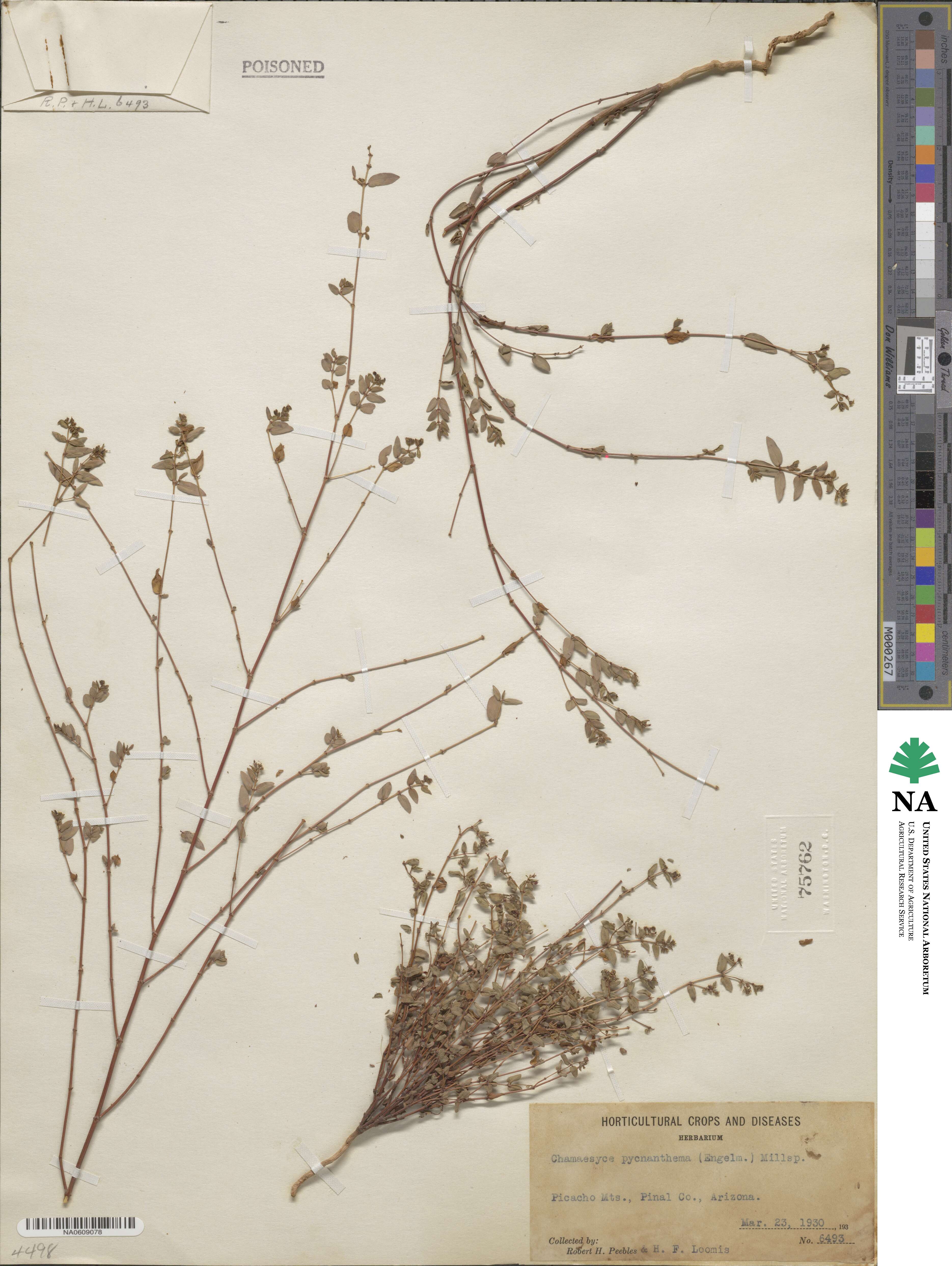 Euphorbia capitellata image