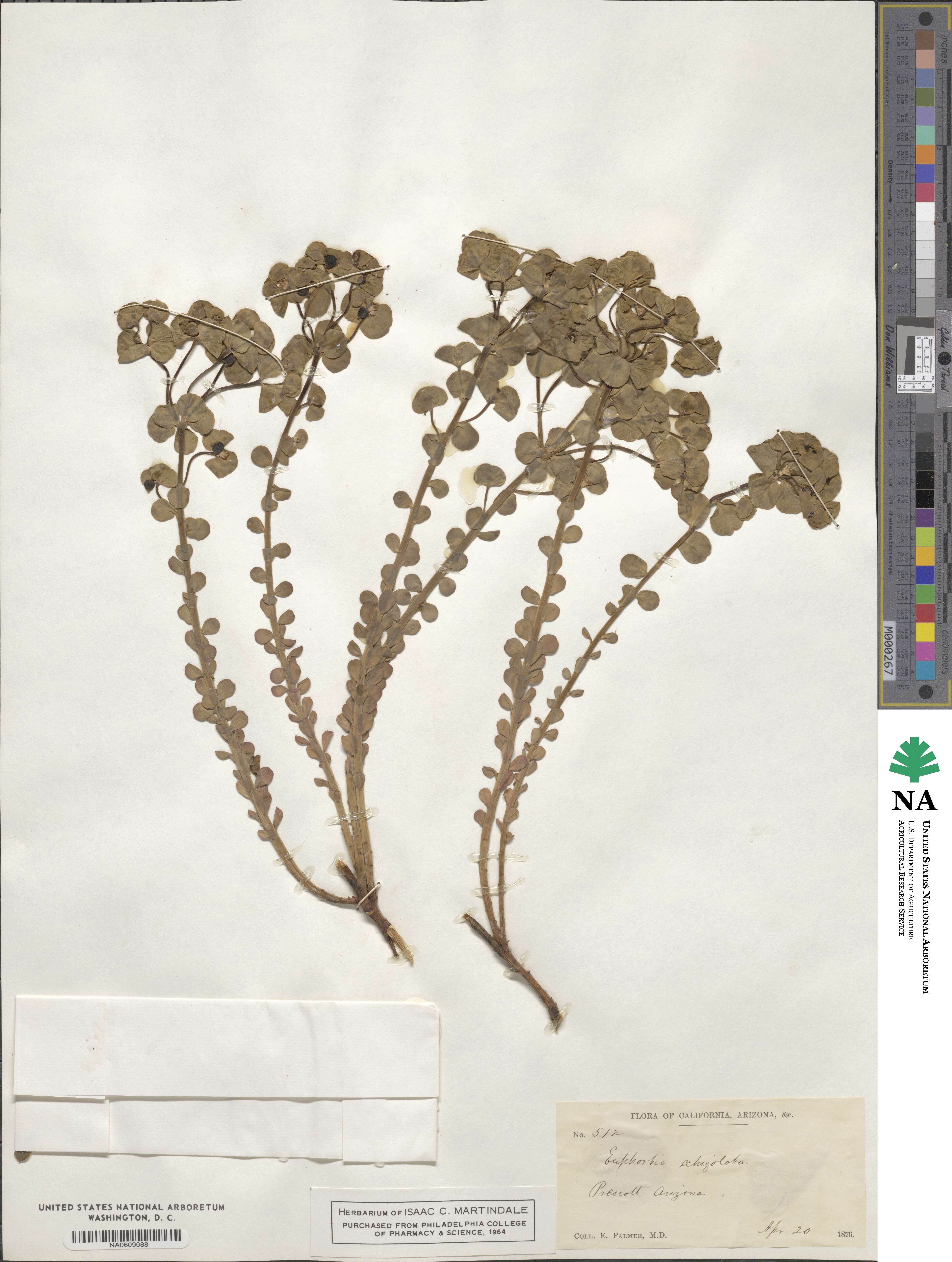 Euphorbia schizoloba image