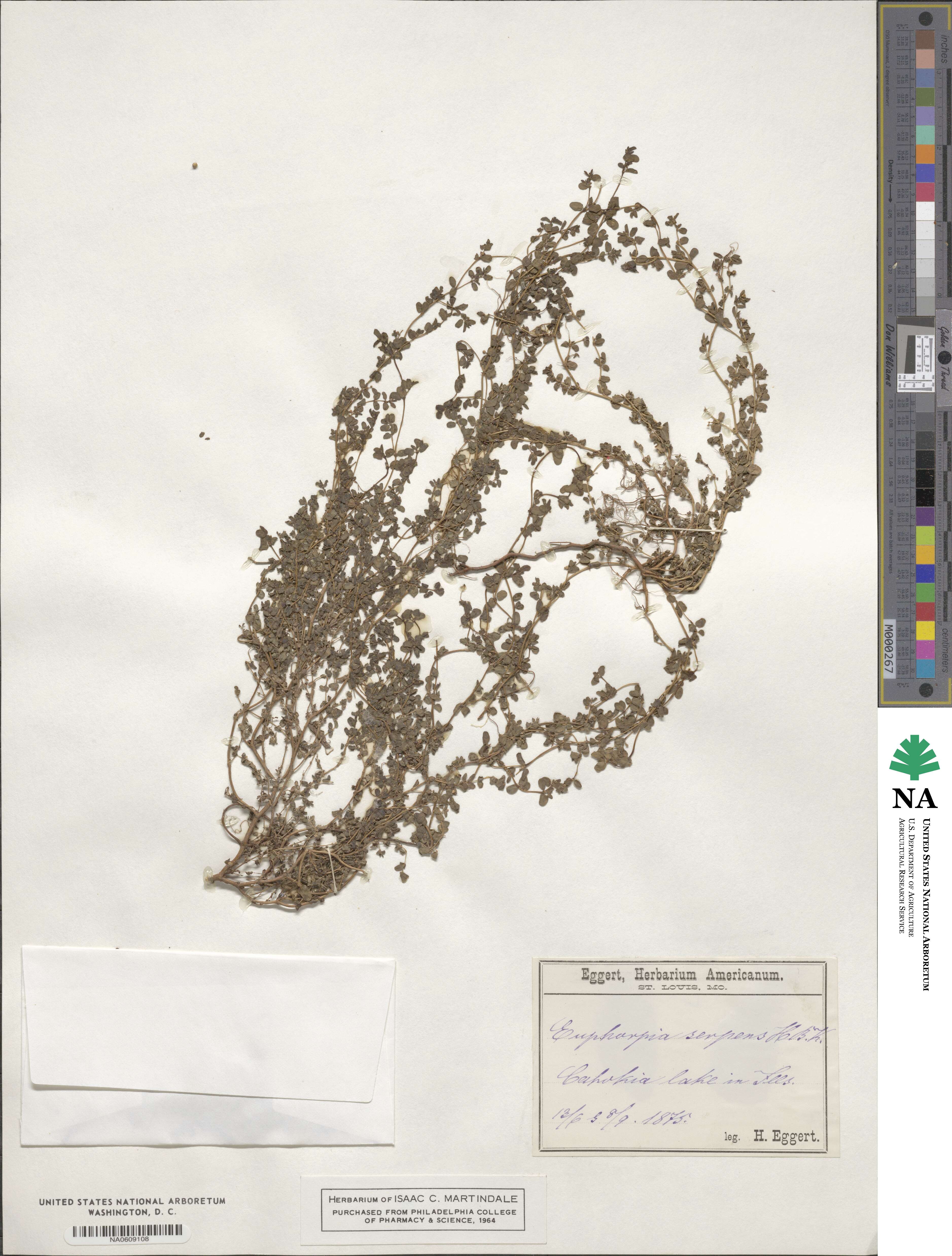 Euphorbia serpens image