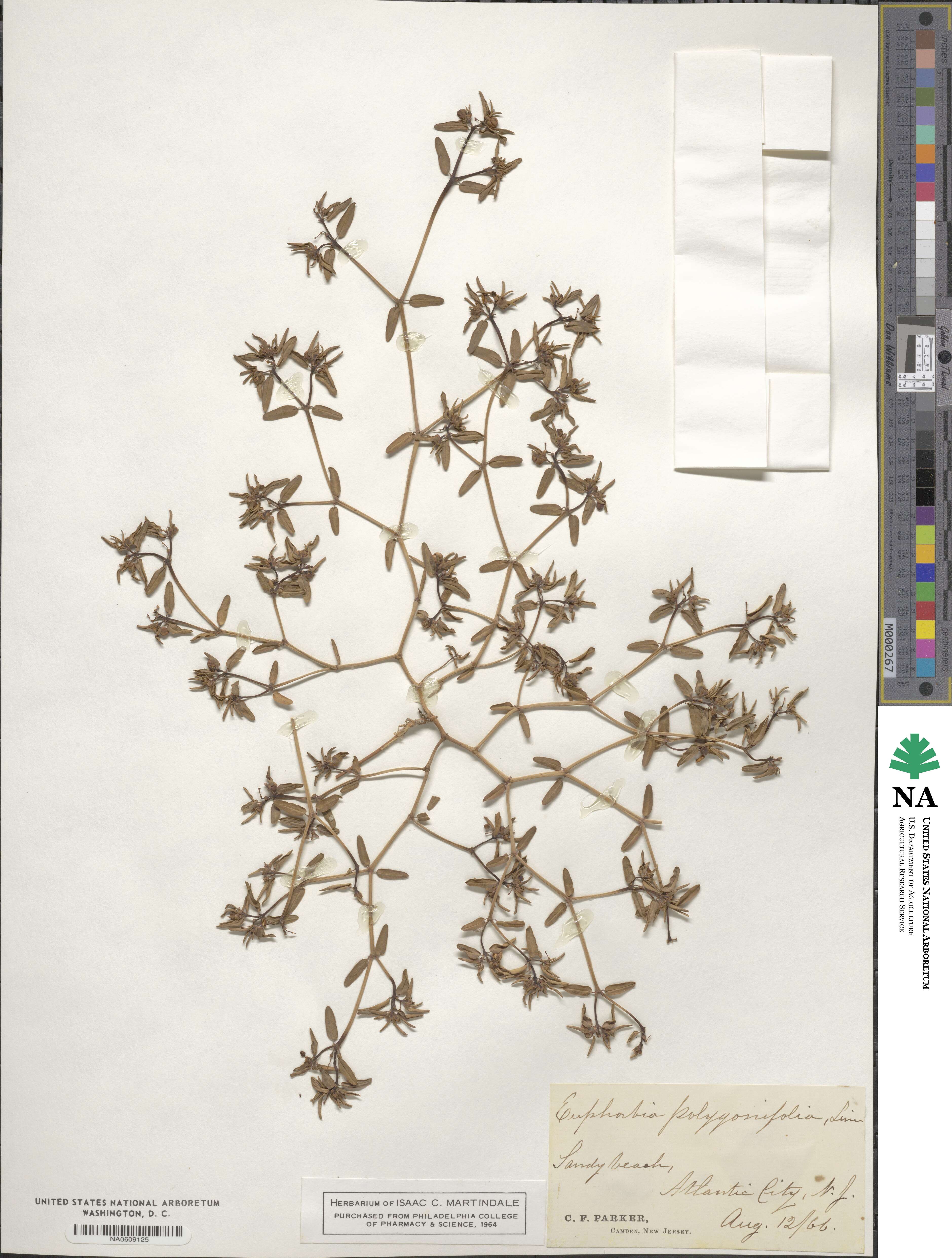 Euphorbia polygonifolia image