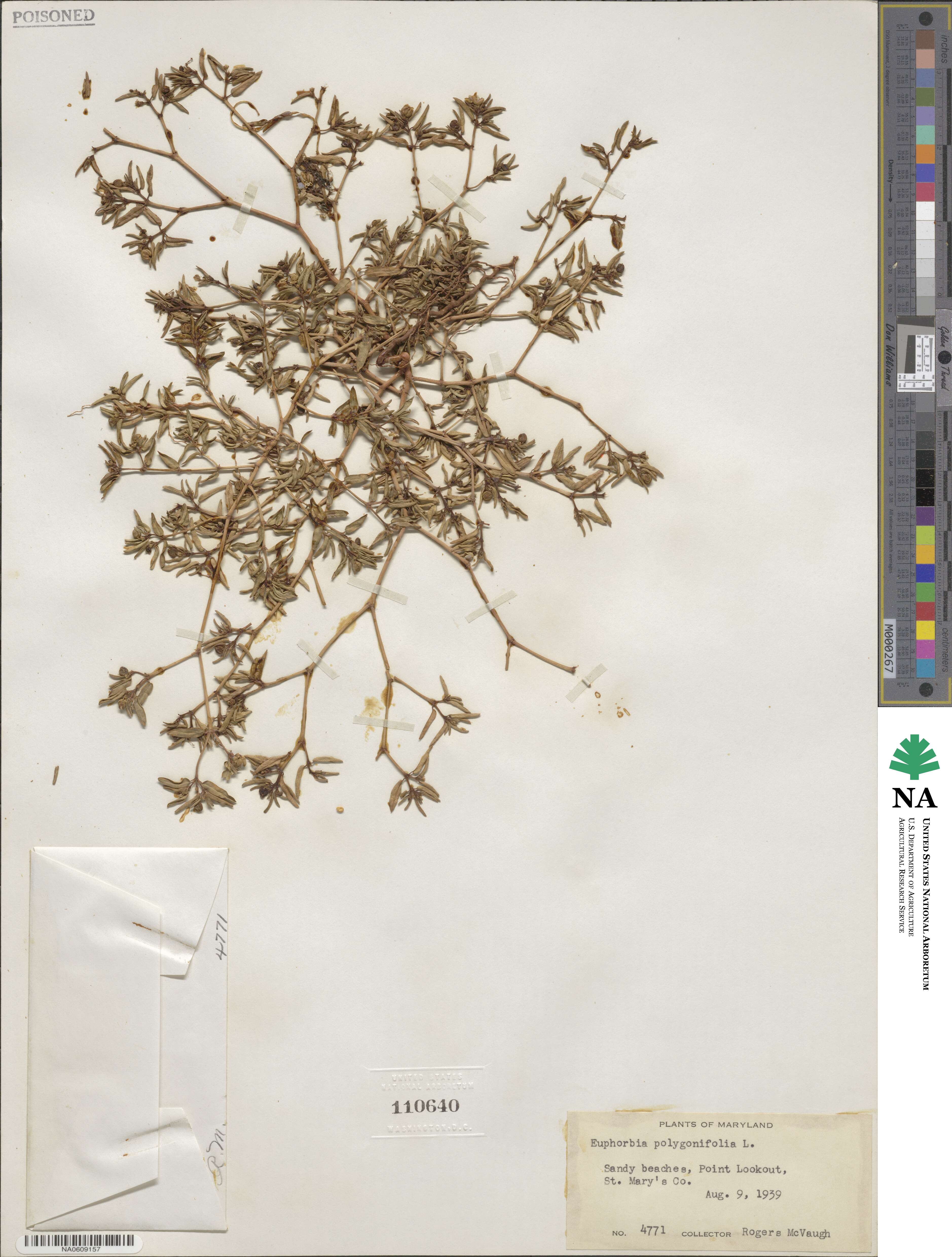 Euphorbia polygonifolia image