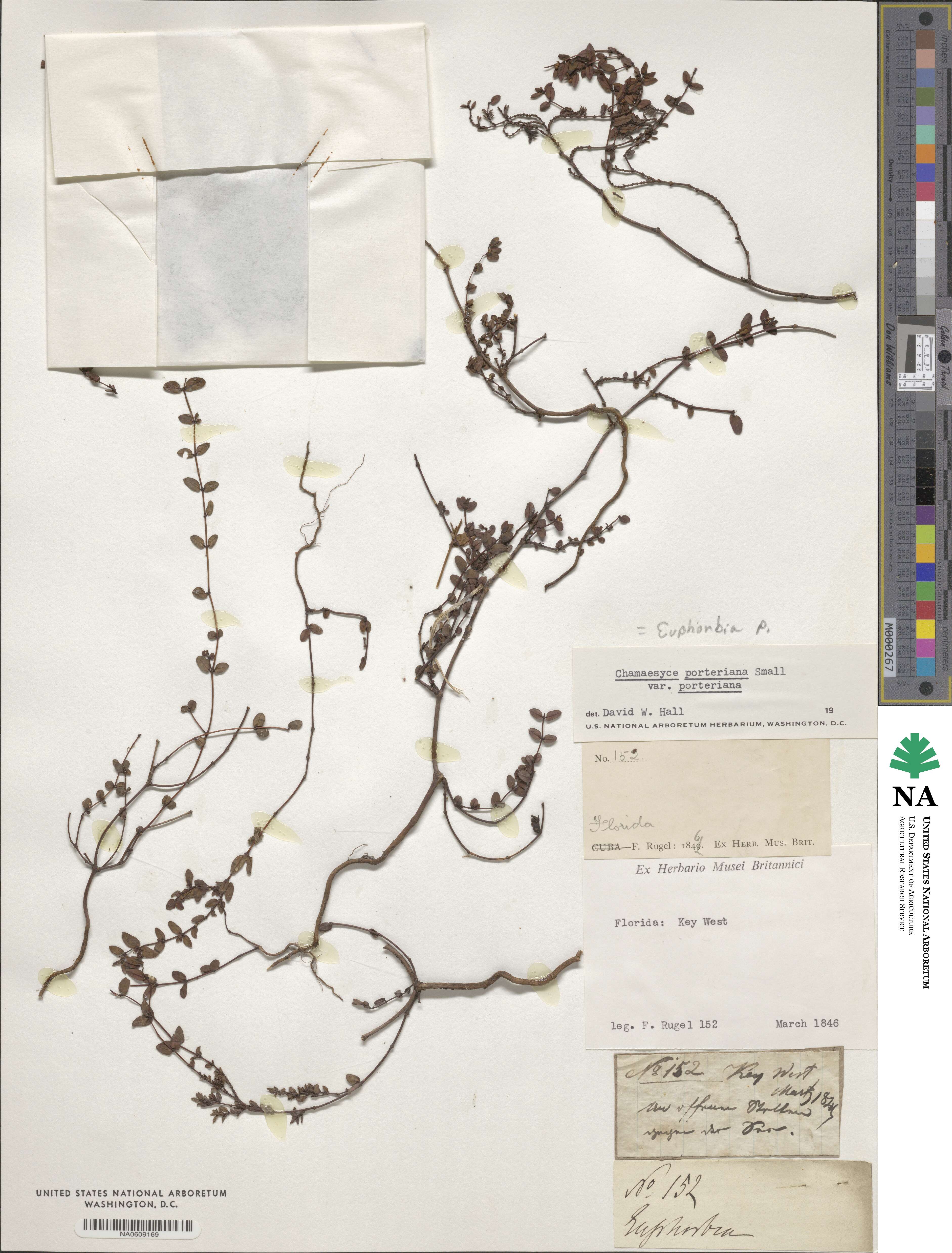 Euphorbia porteriana image