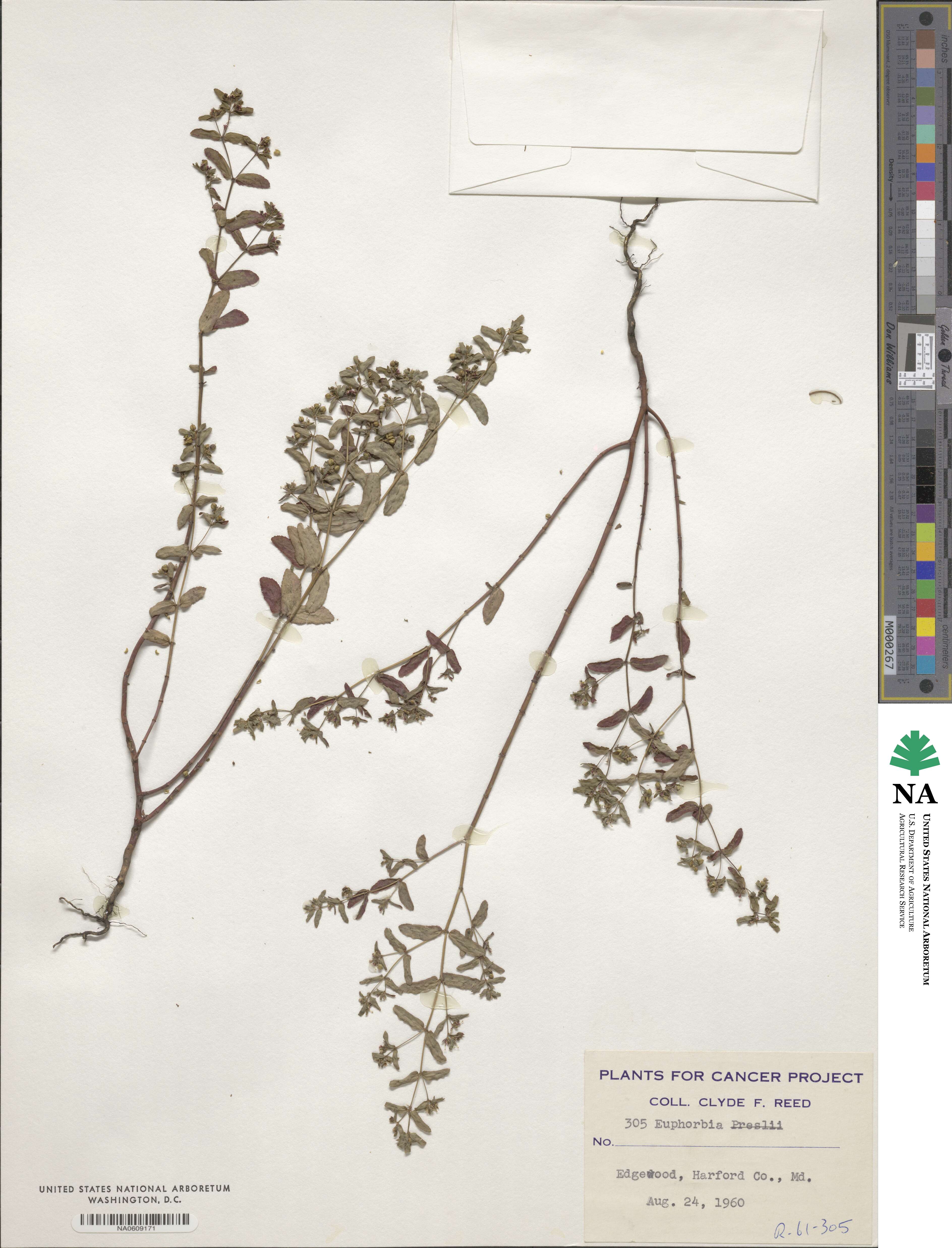 Euphorbia preslii image
