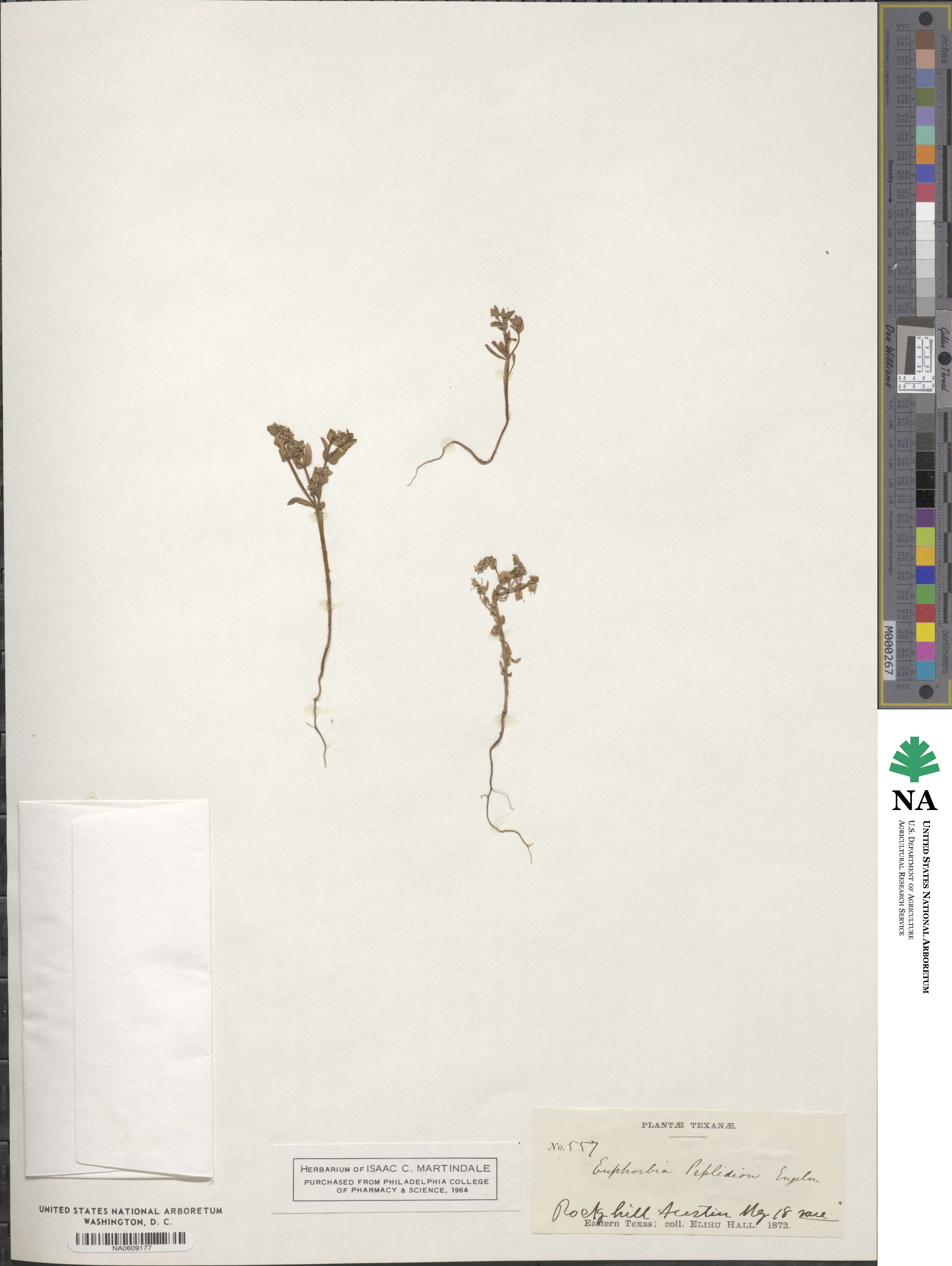 Euphorbia peplidion image