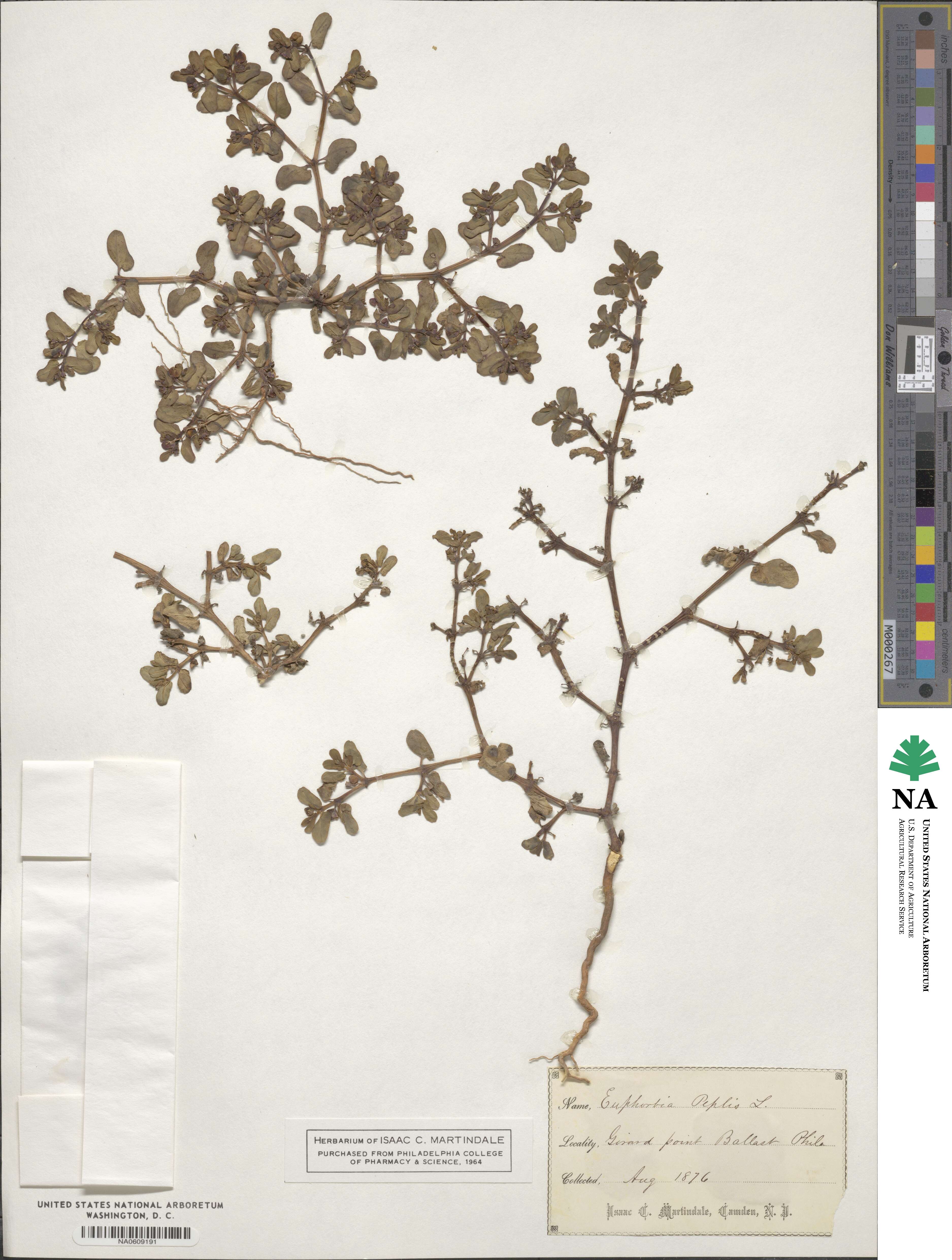 Euphorbia peplus image