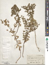 Euphorbia polycarpa image