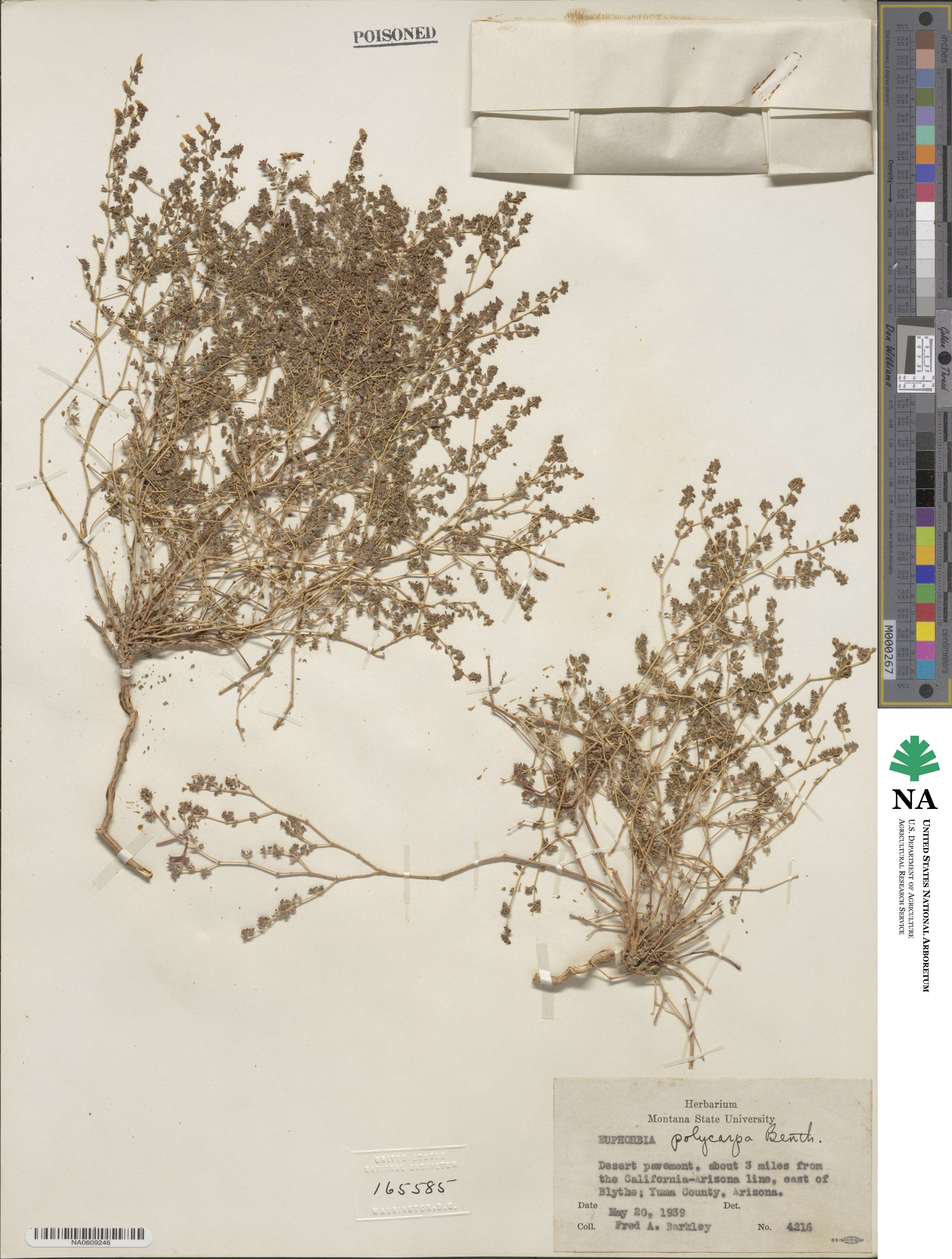 Euphorbia melanadenia image