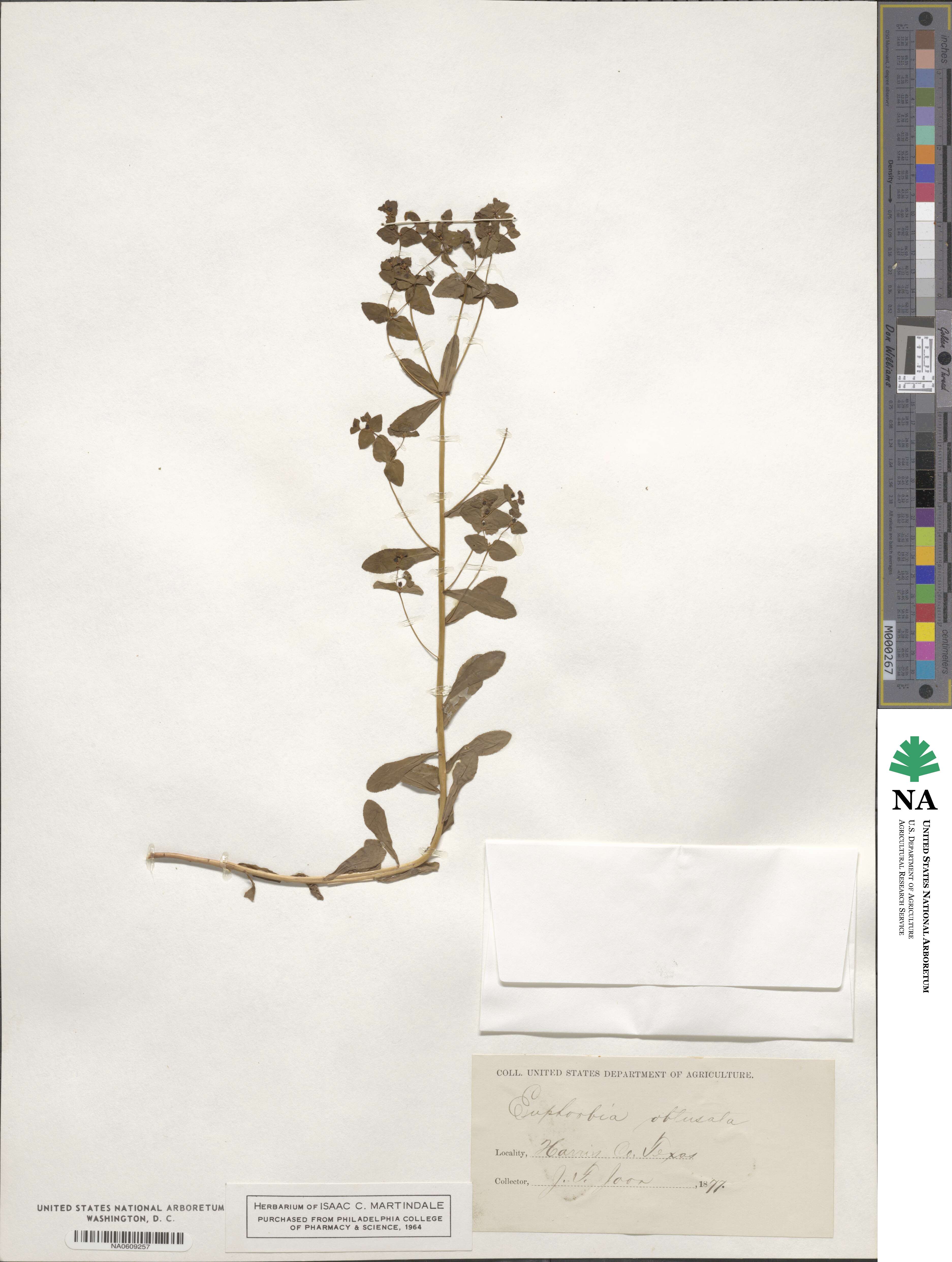 Euphorbia spathulata image