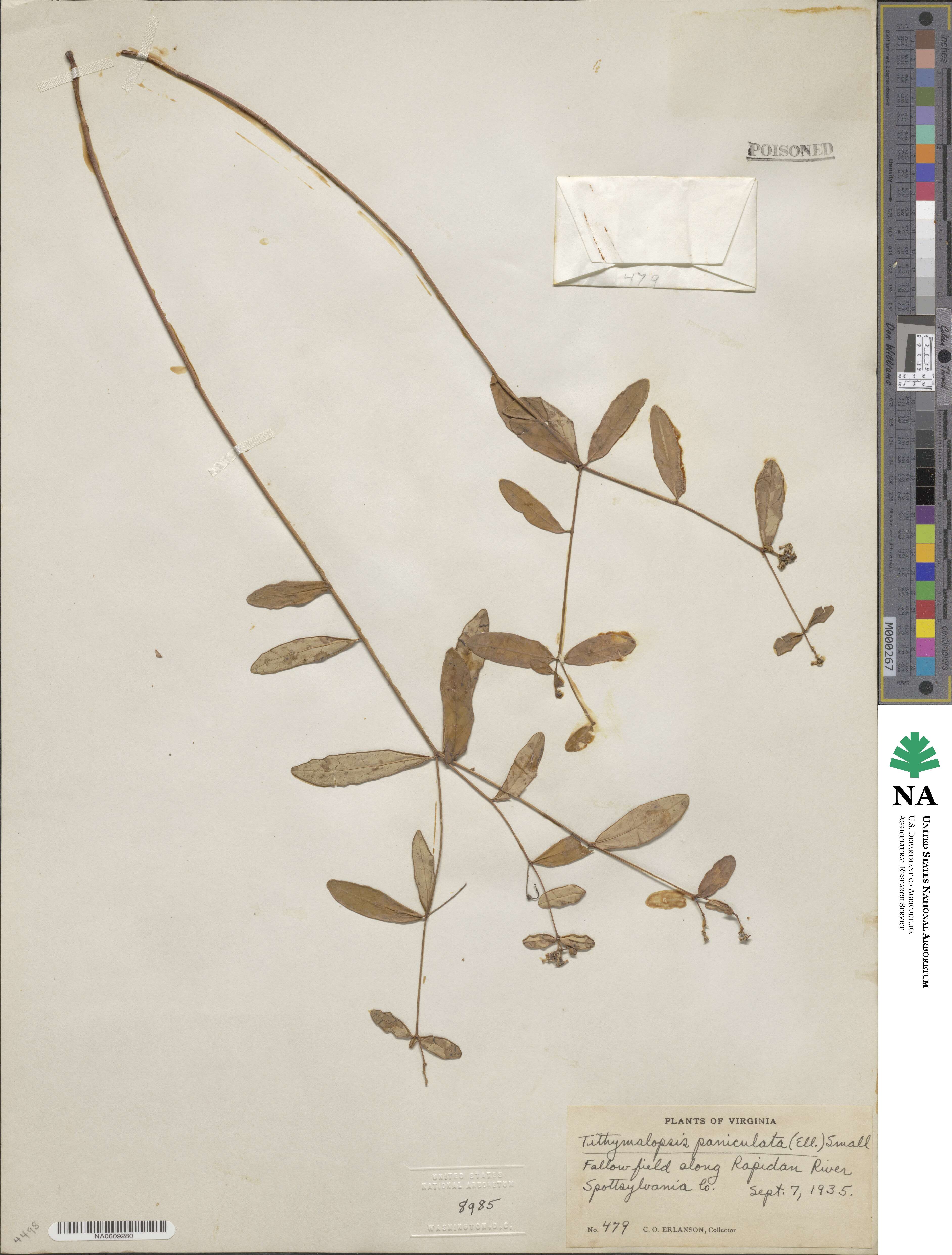 Euphorbia paniculata image