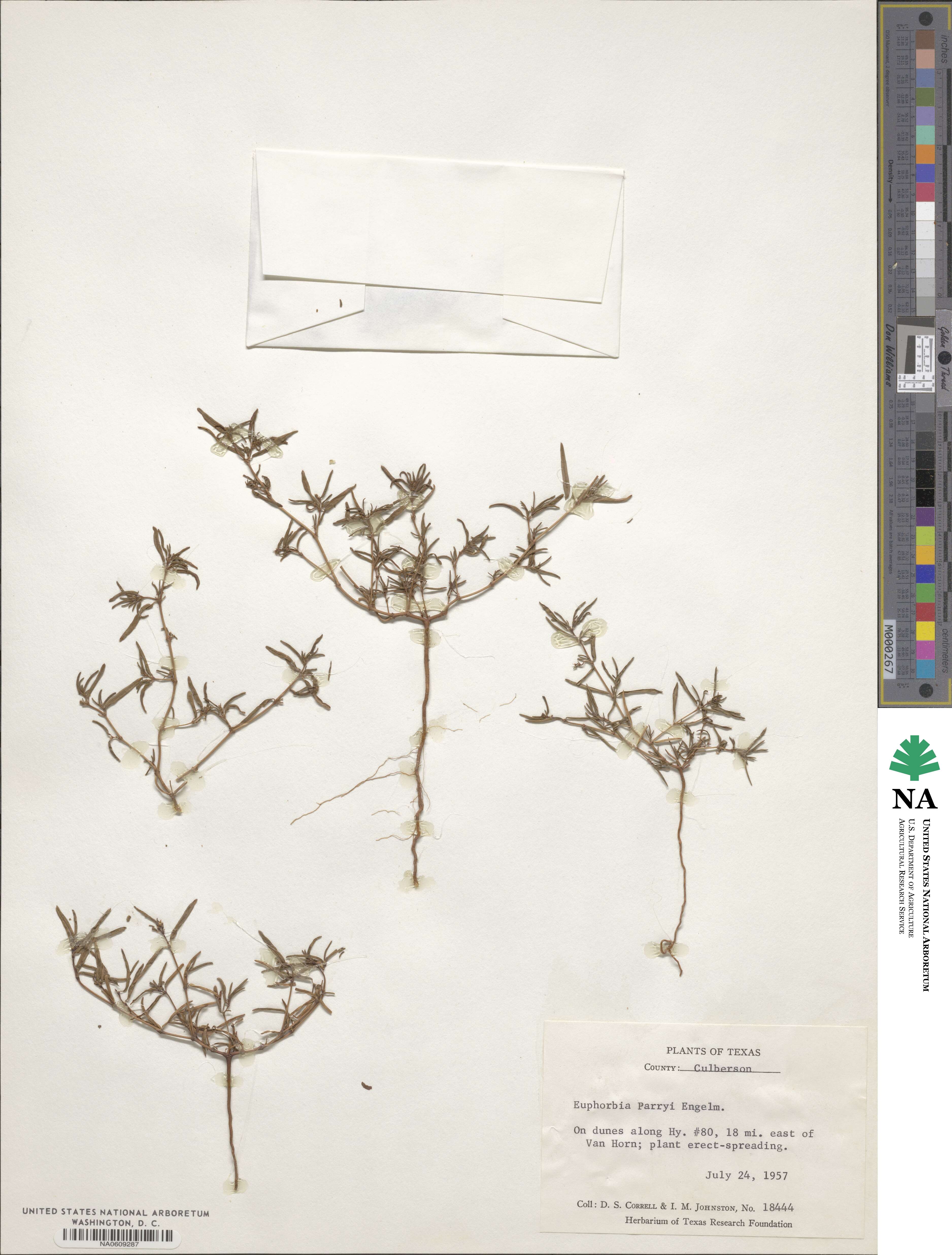 Euphorbia parryi image