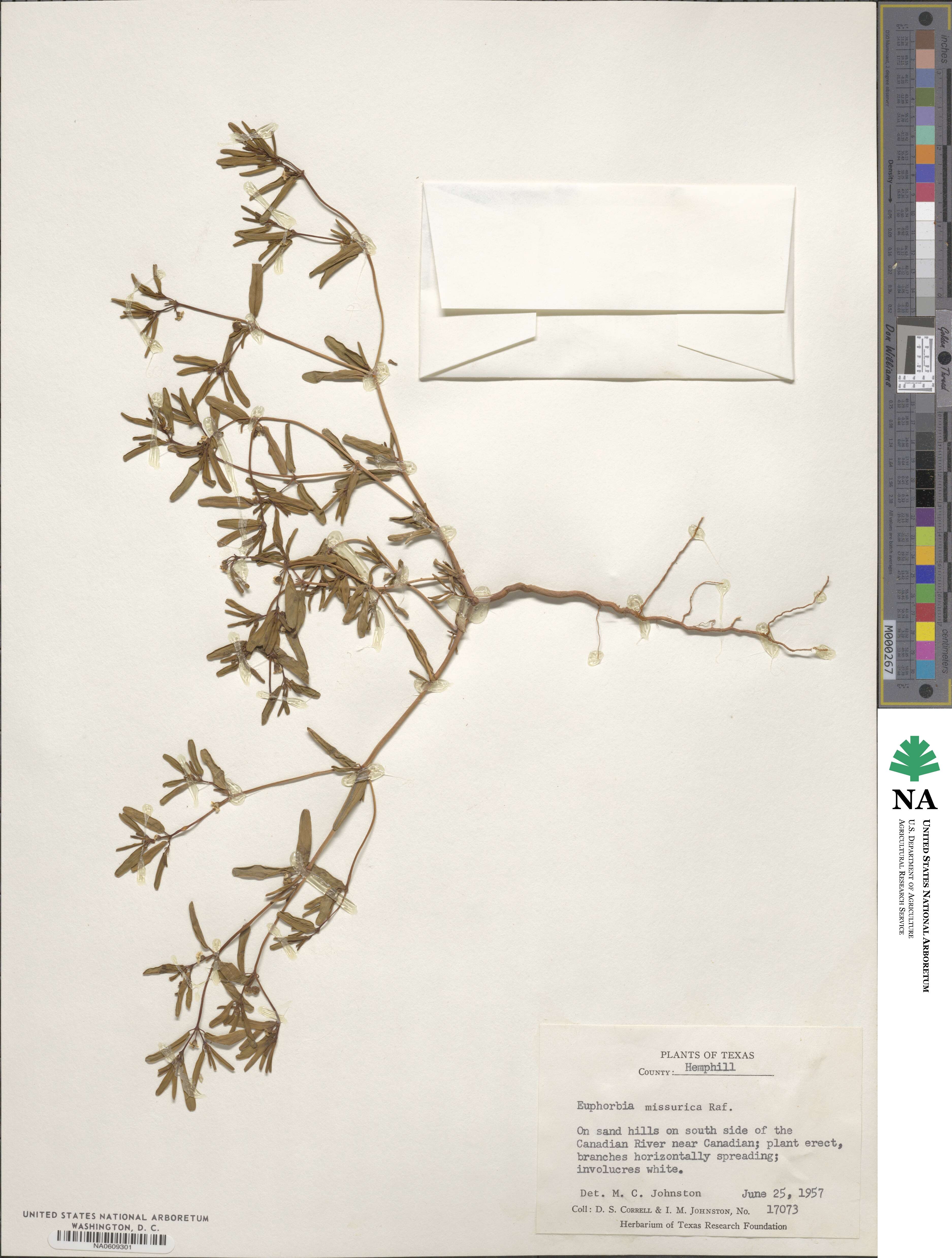 Euphorbia missurica image