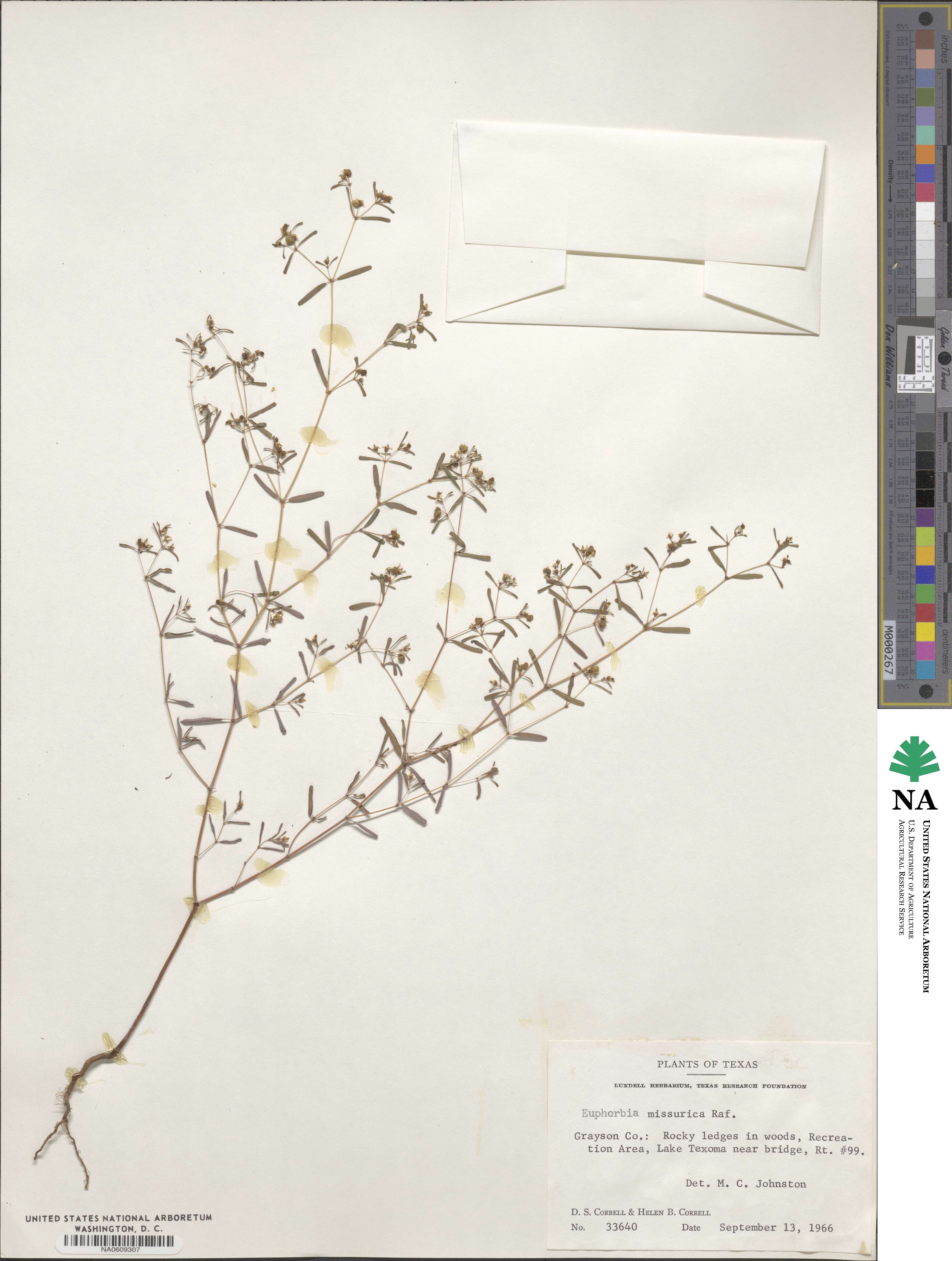 Euphorbia missurica image