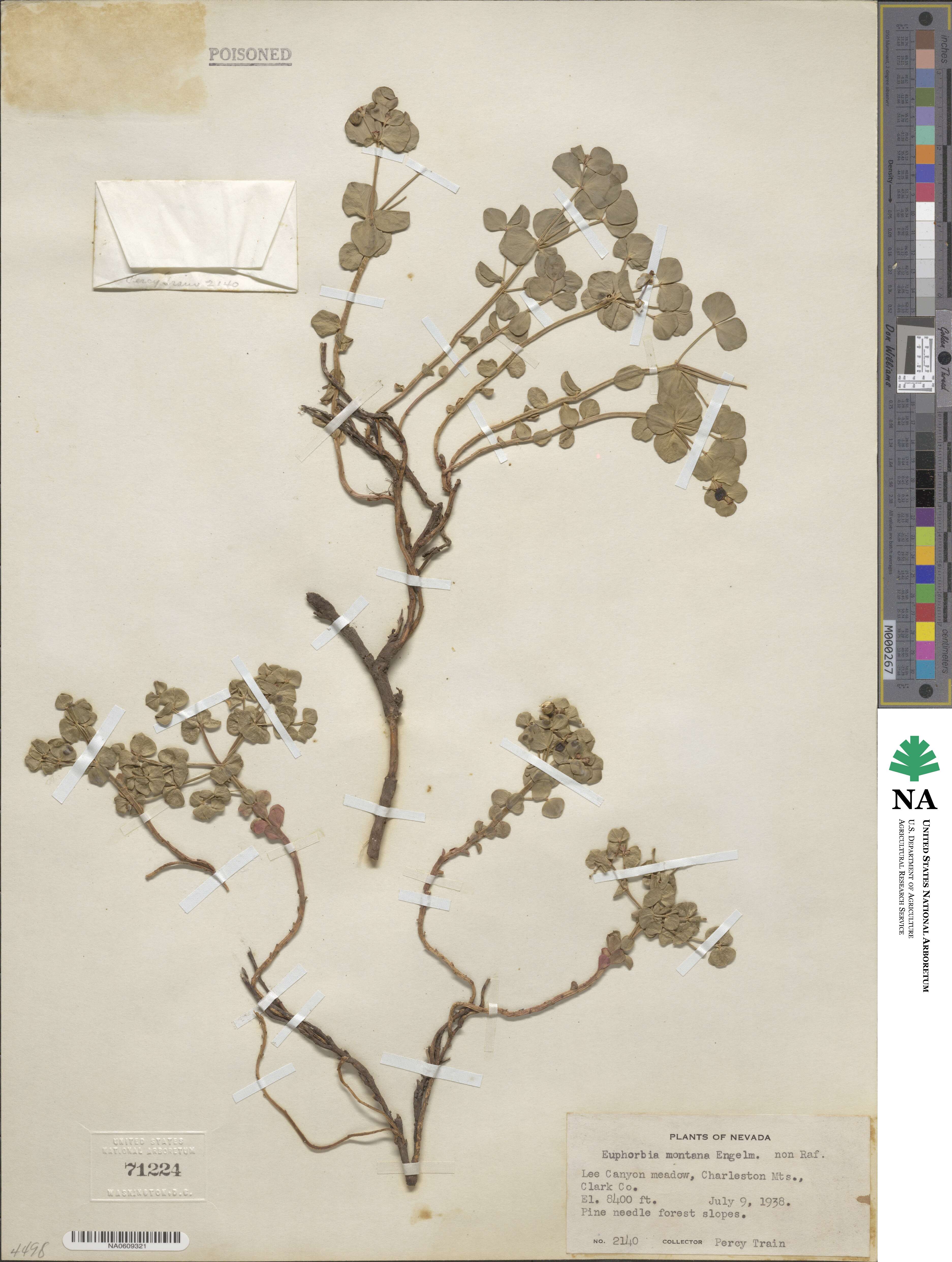 Euphorbia brachycera image