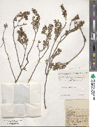 Euphorbia mesembryanthemifolia image