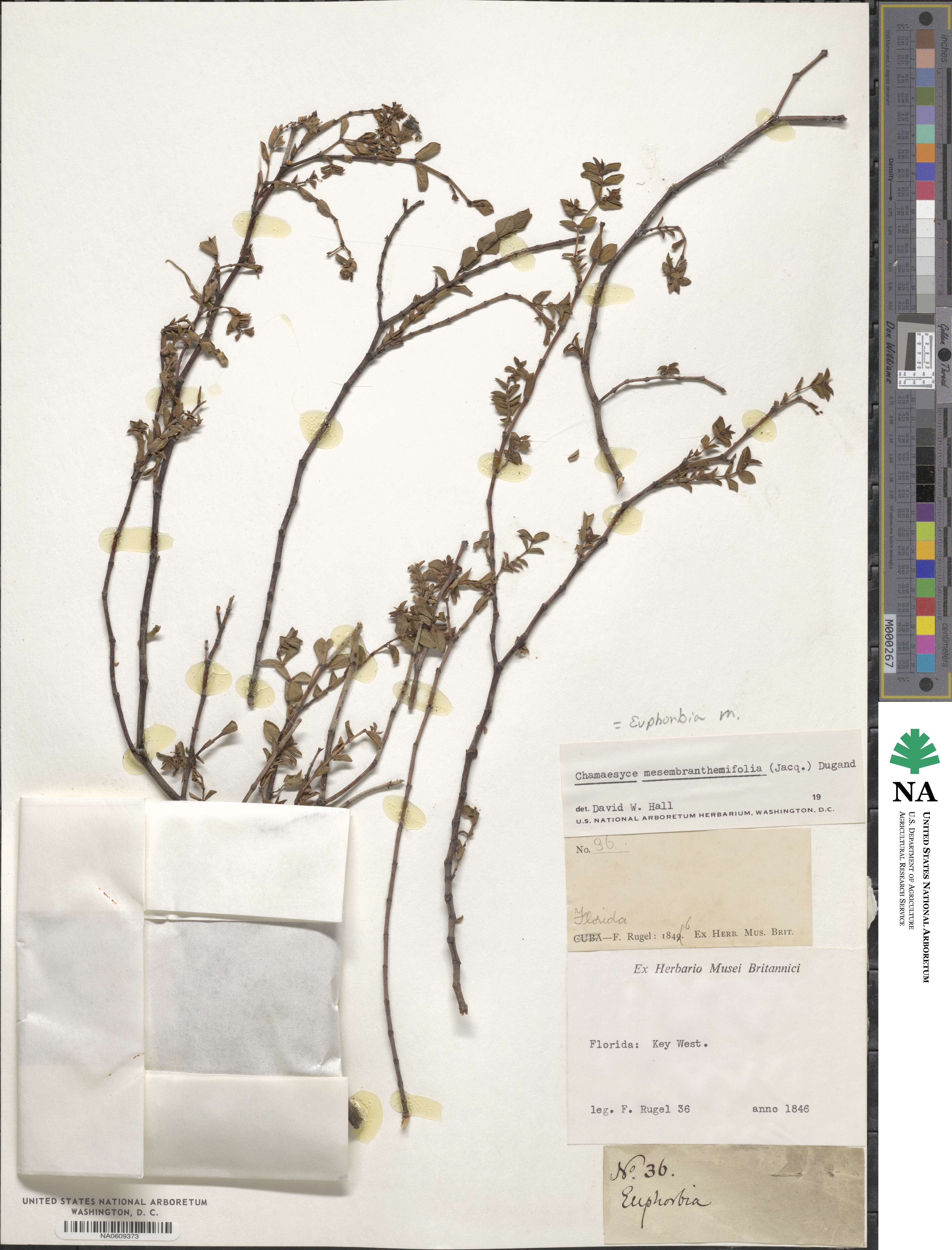 Euphorbia mesembryanthemifolia image