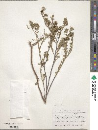 Euphorbia mesembryanthemifolia image