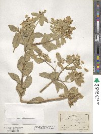 Euphorbia maculata image