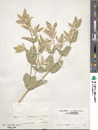 Euphorbia marginata image