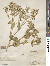 Euphorbia marginata image