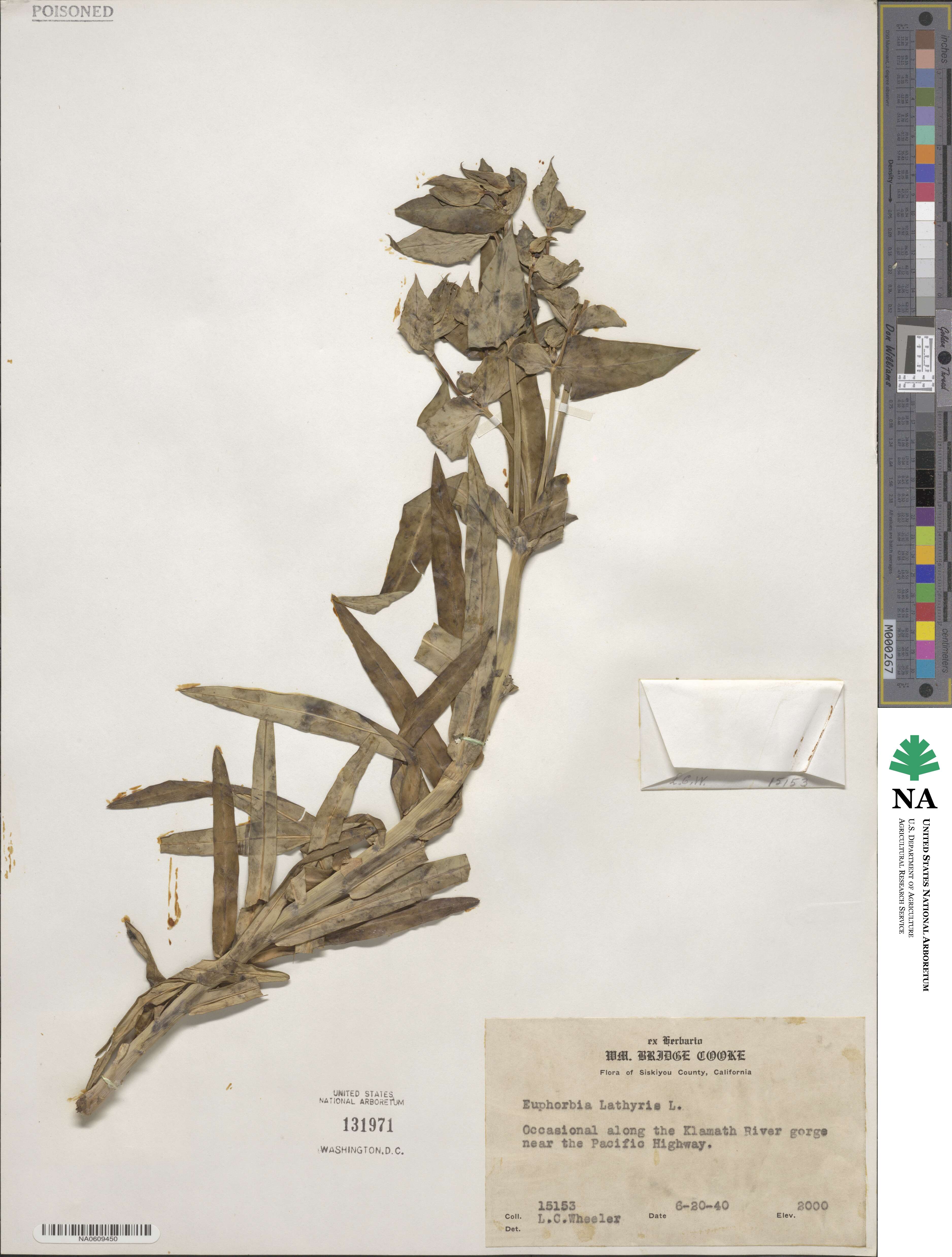 Euphorbia lathyrus image