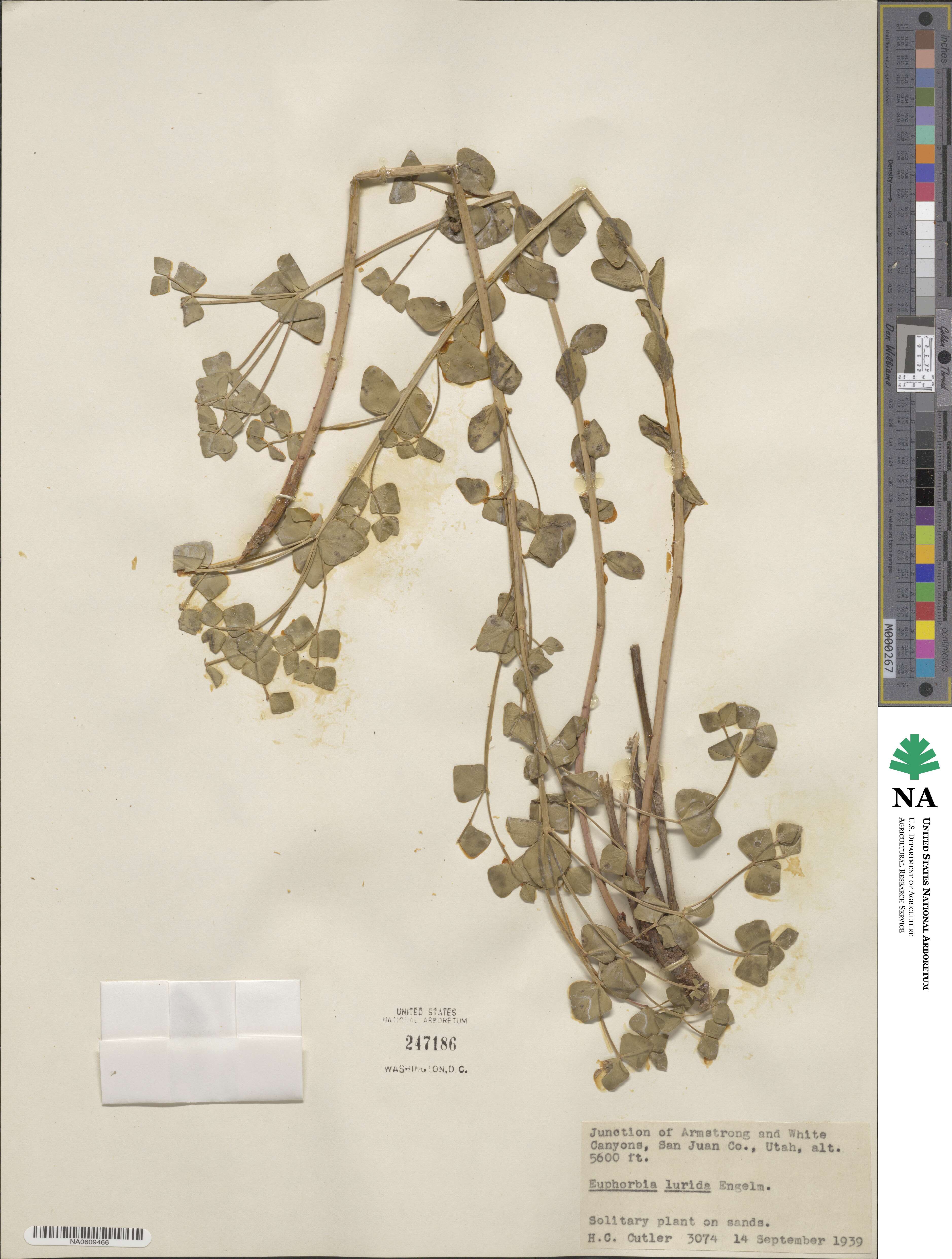 Euphorbia lurida image