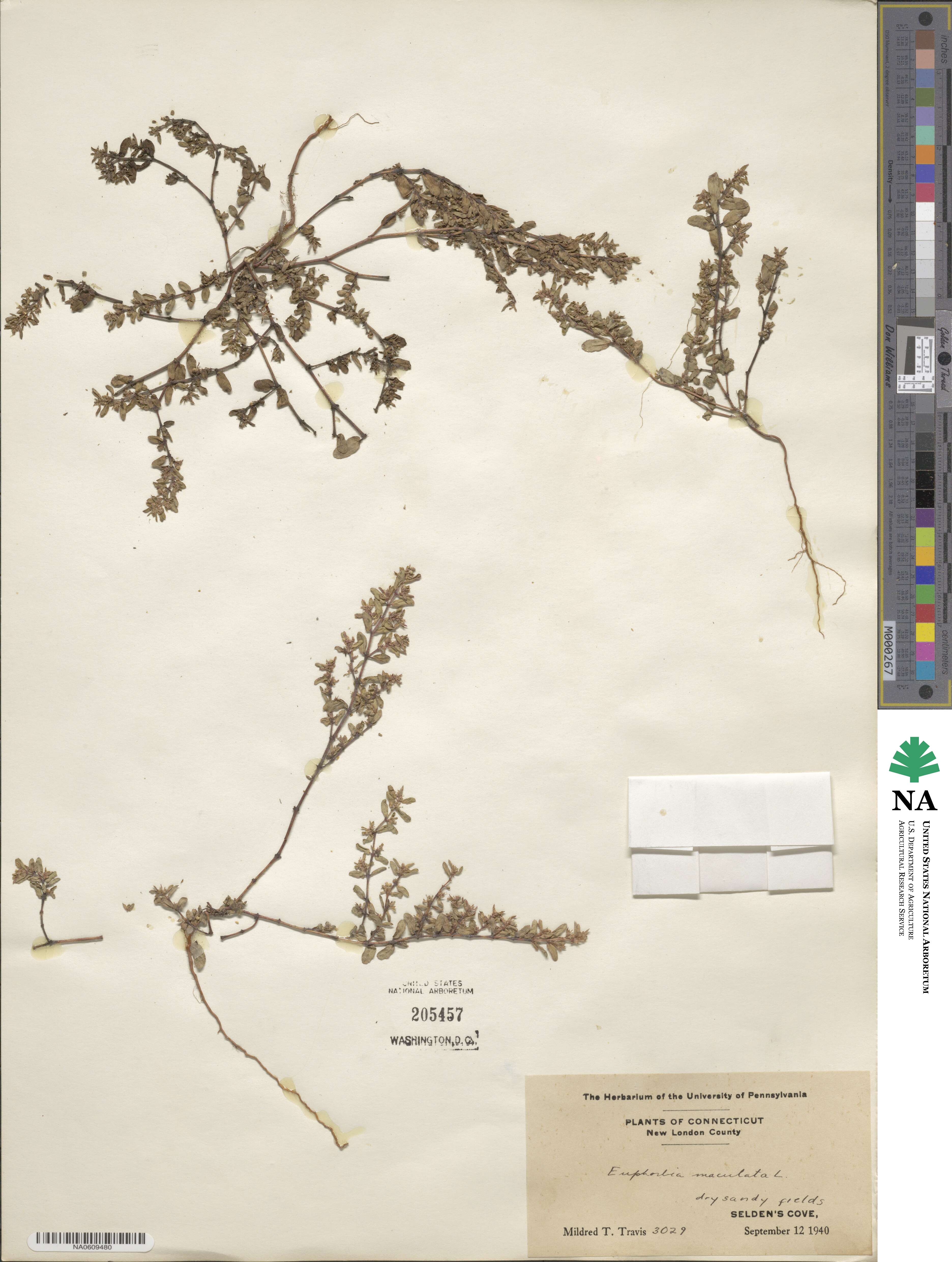 Euphorbia maculata image