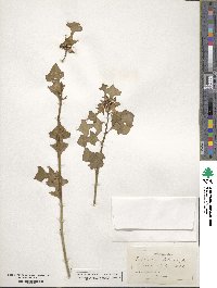Euphorbia heterophylla image