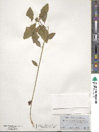 Euphorbia heterophylla image