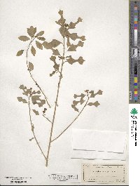 Euphorbia heterophylla image