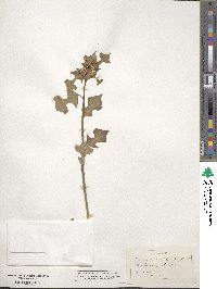 Euphorbia heterophylla image
