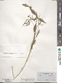 Euphorbia heterophylla image