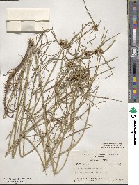 Euphorbia heterophylla image