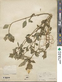 Euphorbia heterophylla image