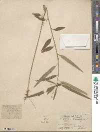 Euphorbia heterophylla image