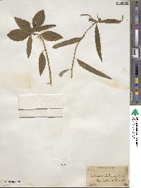 Euphorbia heterophylla image