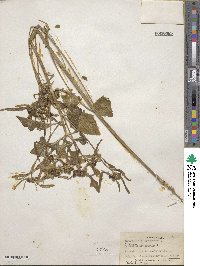 Euphorbia heterophylla image