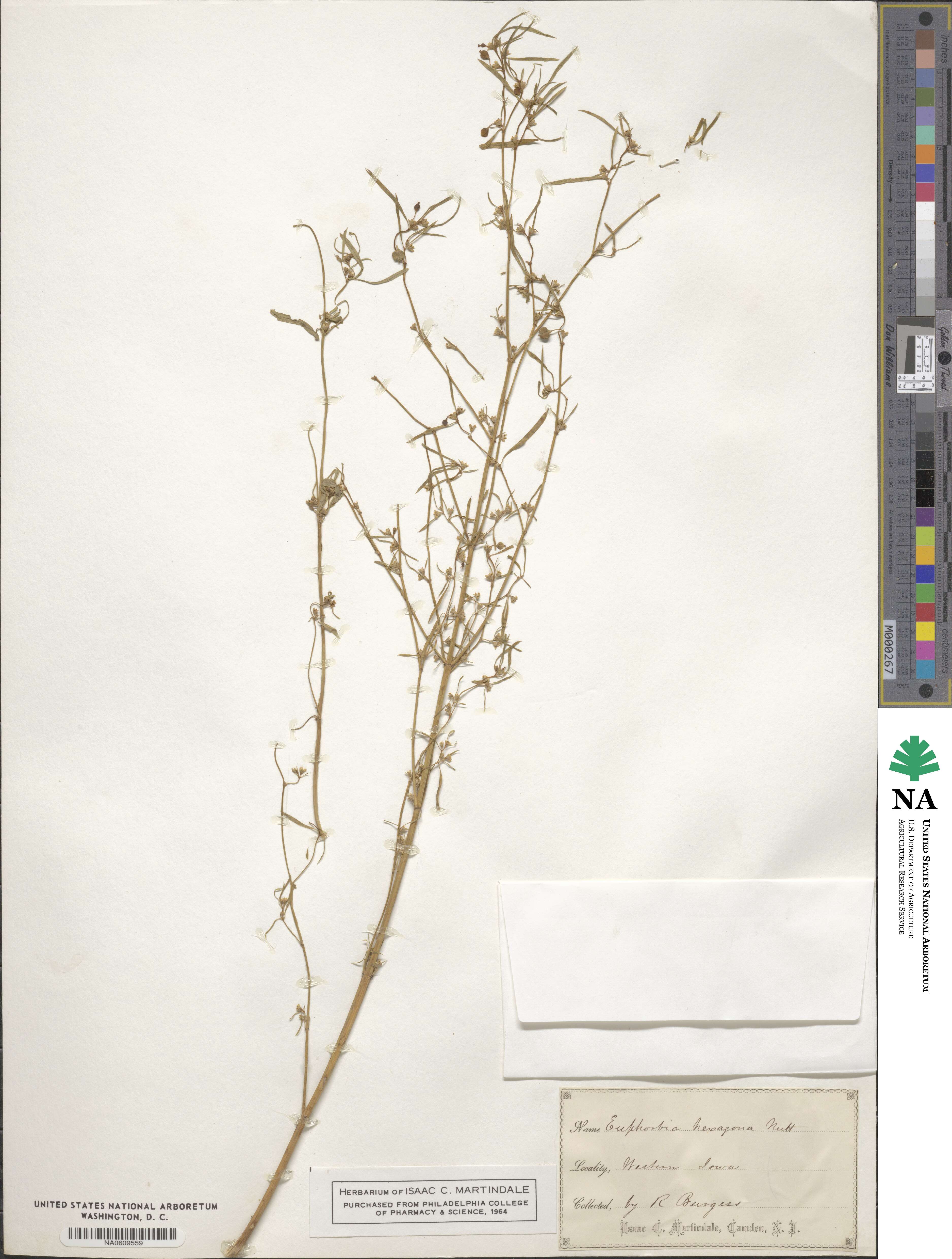 Euphorbia hexagona image