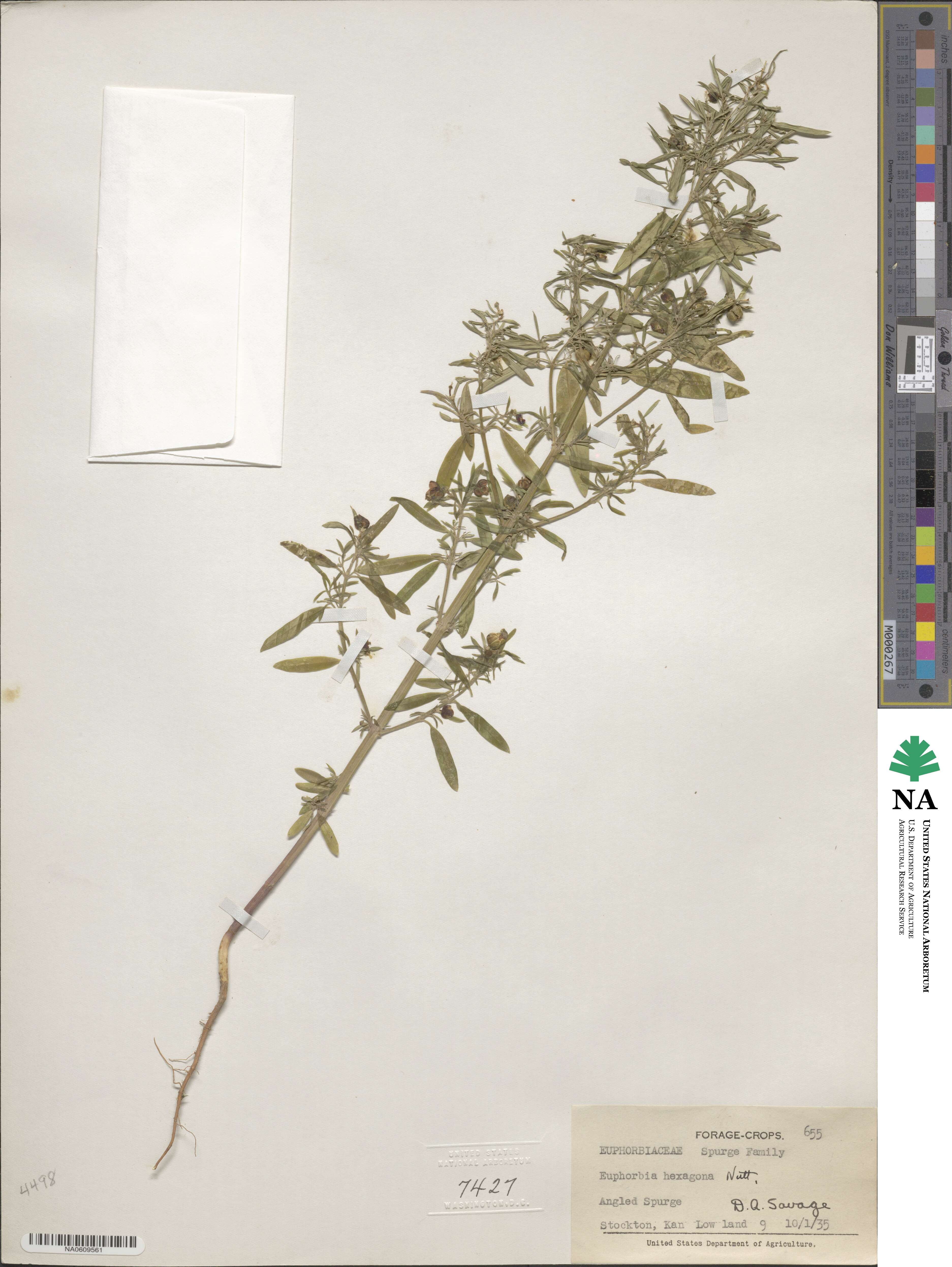 Euphorbia hexagona image