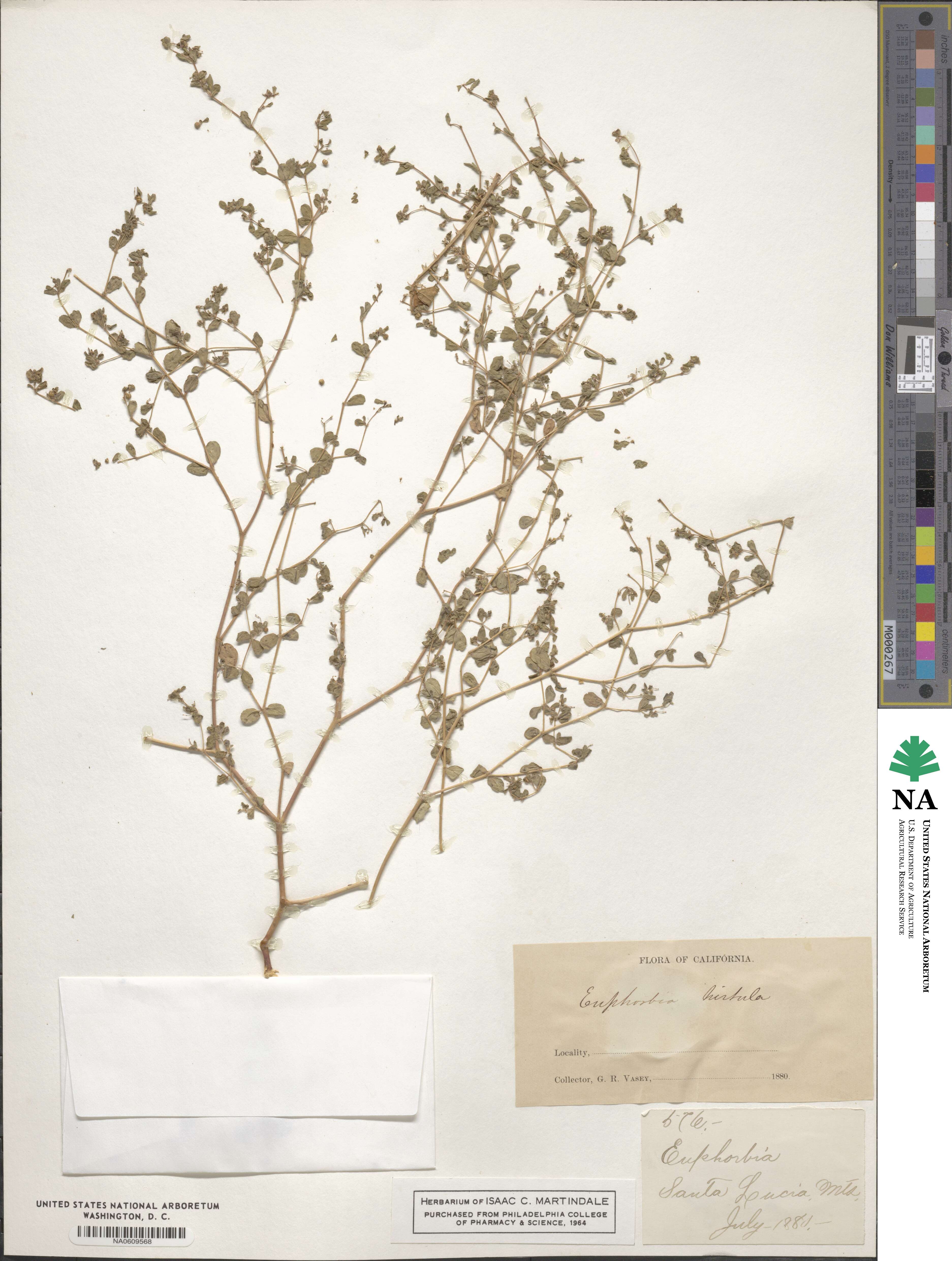 Euphorbia serpillifolia subsp. hirtula image