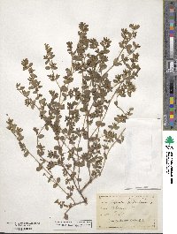 Euphorbia humistrata image