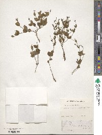 Euphorbia ipecacuanhae image