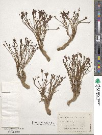 Euphorbia ipecacuanhae image