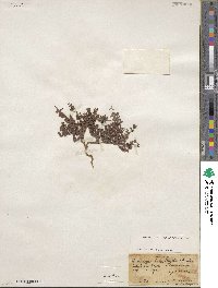 Euphorbia lata image