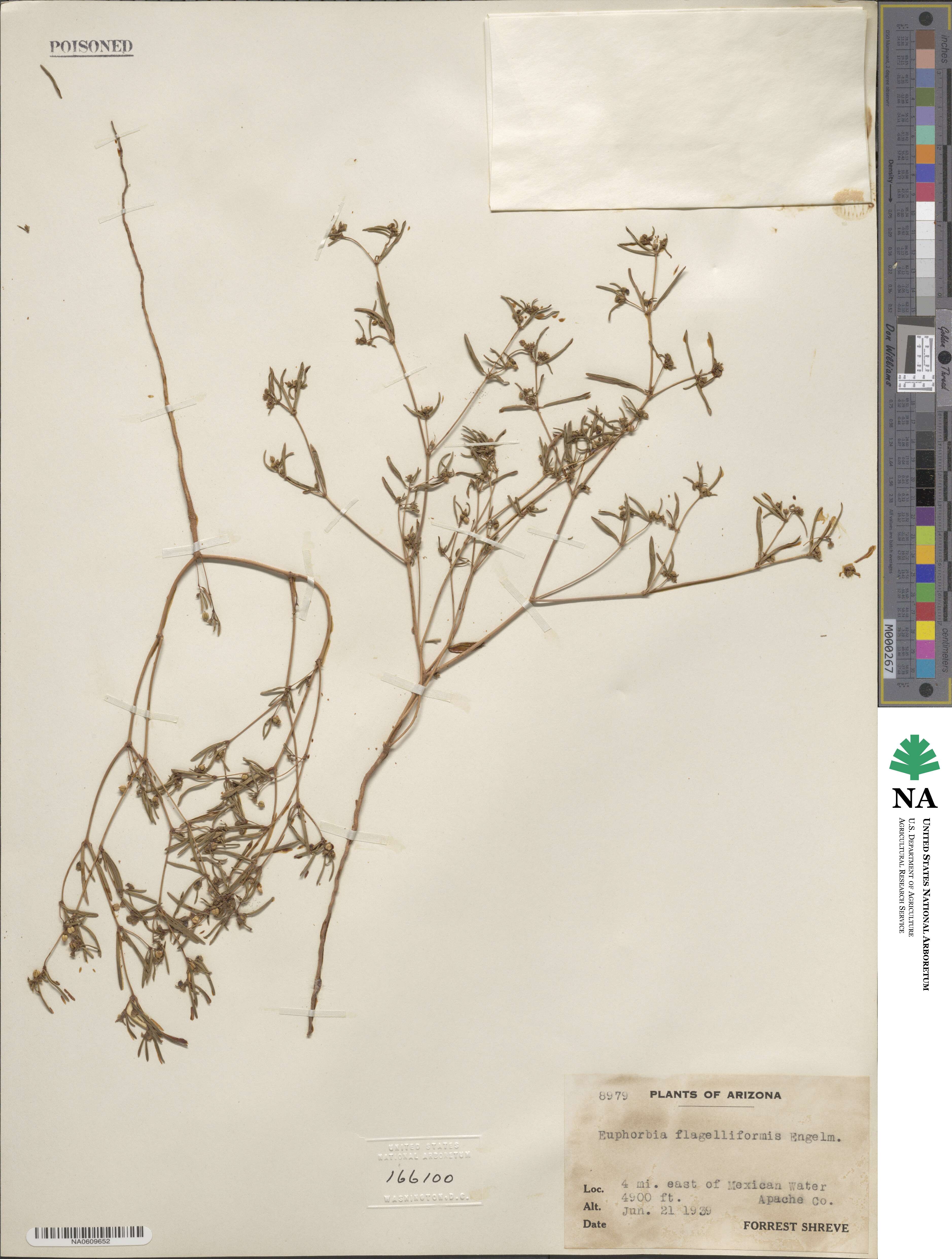 Euphorbia parryi image