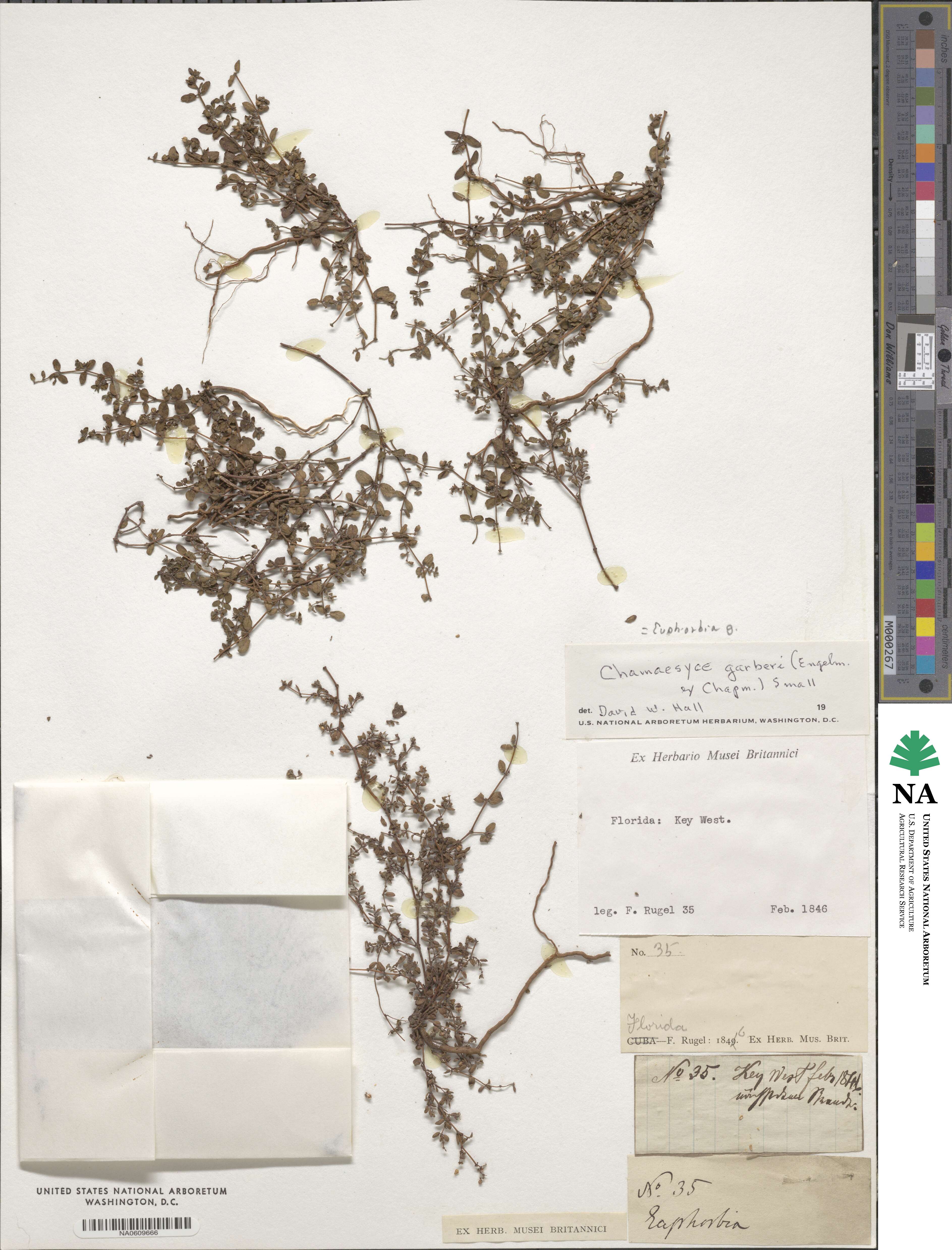 Euphorbia garberi image