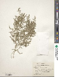 Euphorbia glyptosperma image