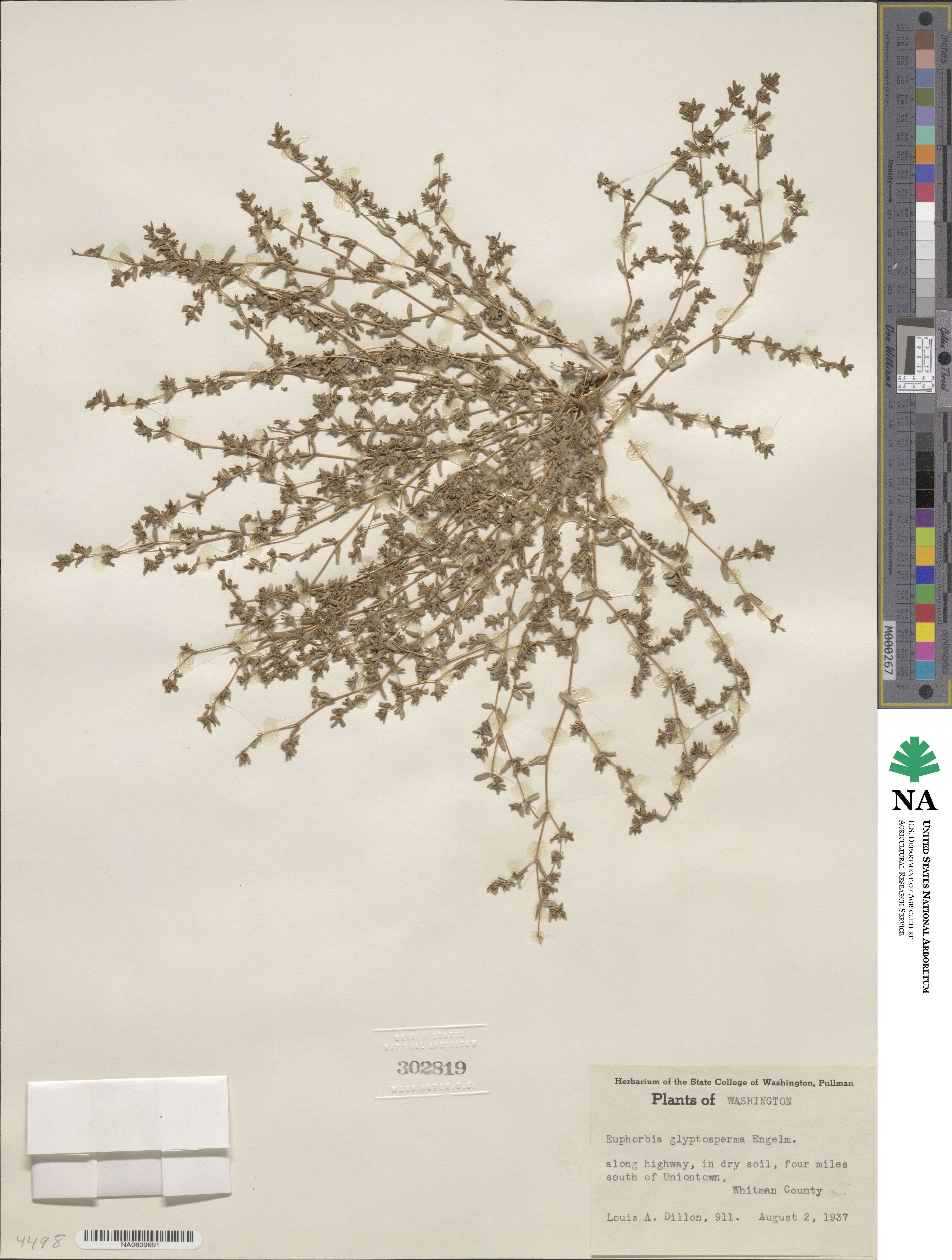 Euphorbia glyptosperma image