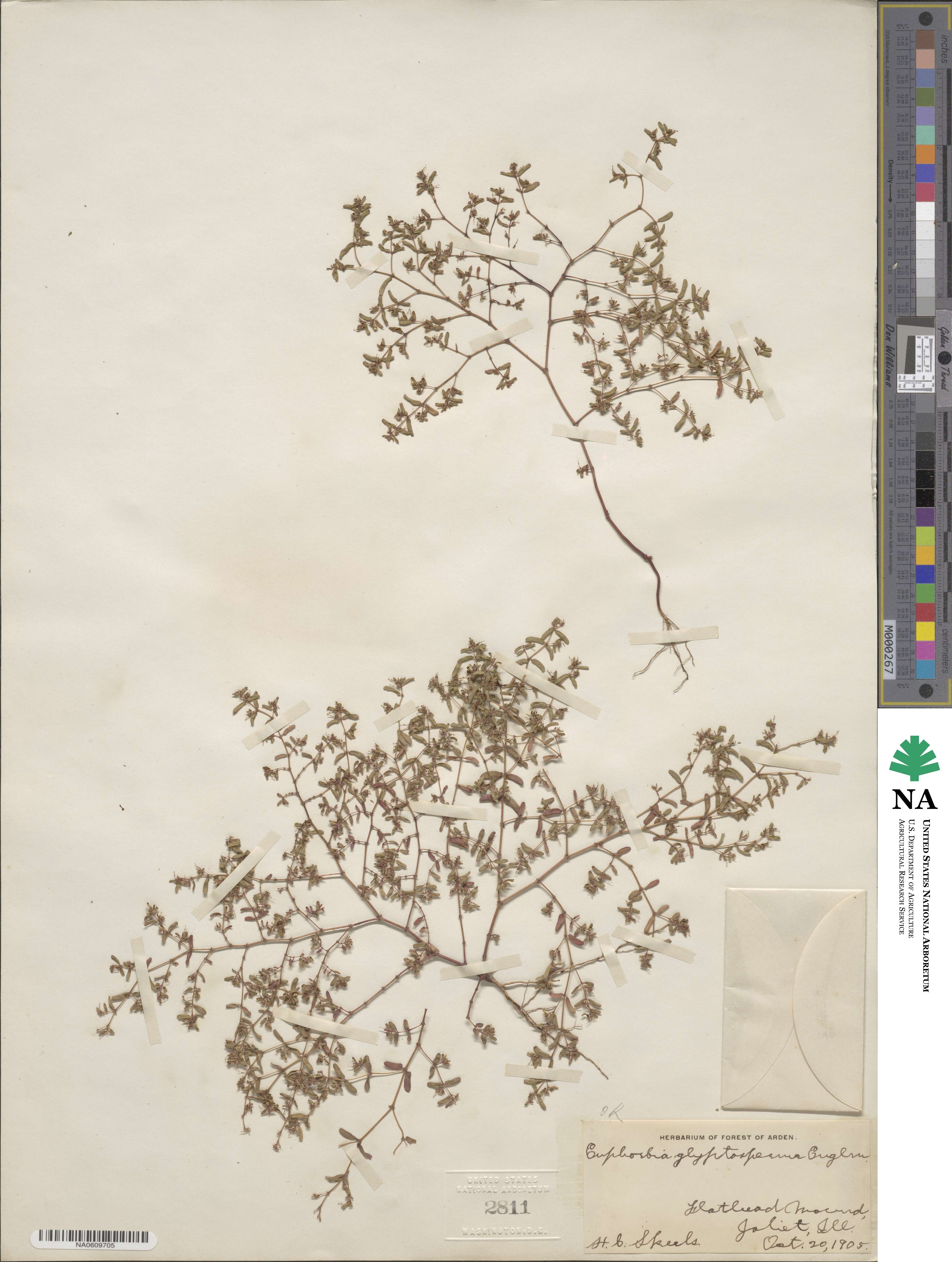 Euphorbia glyptosperma image